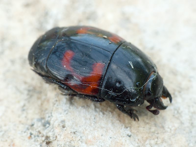 Hister quadrimaculatus Linnaeus, 1758